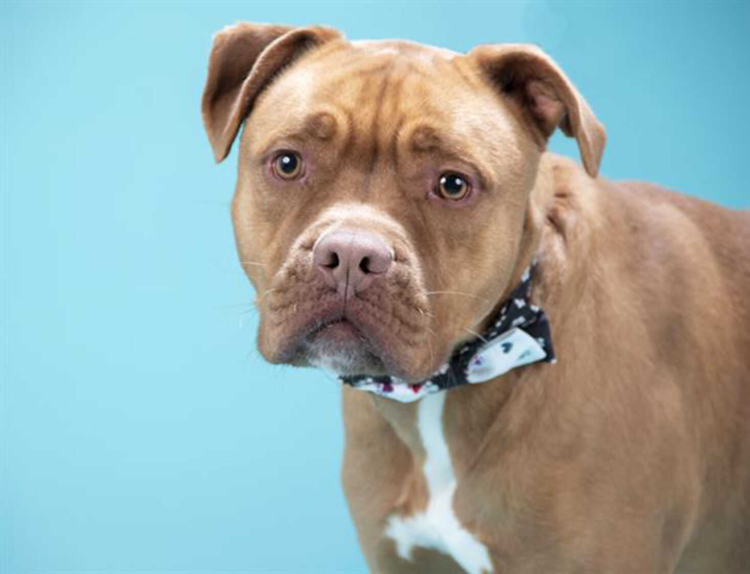 Last week's pet, still available: Four